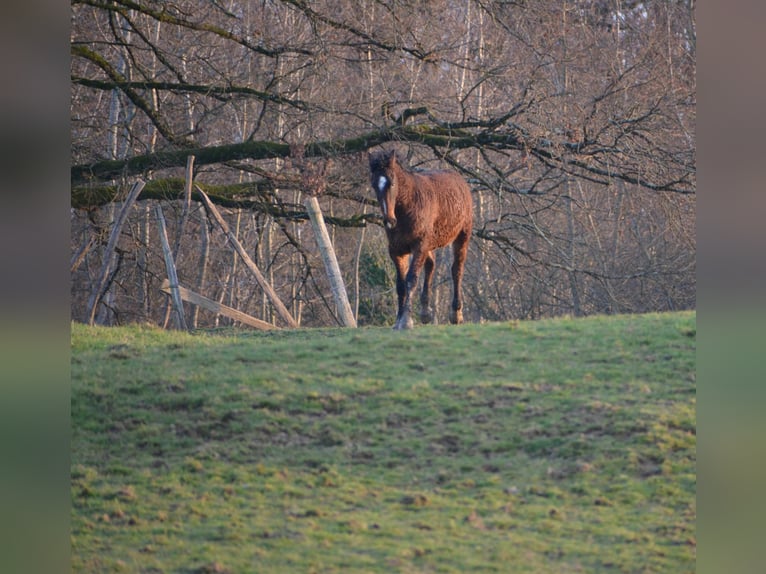 Curly Horse Hengst 4 Jahre 155 cm Brauner in Sainte-Croix