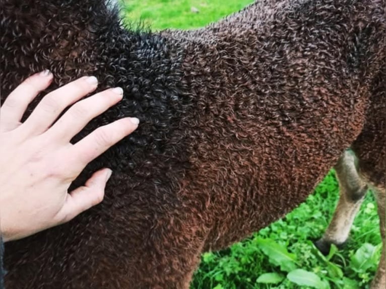 Curly Horse Hengst 4 Jahre 155 cm Brauner in Sainte-Croix
