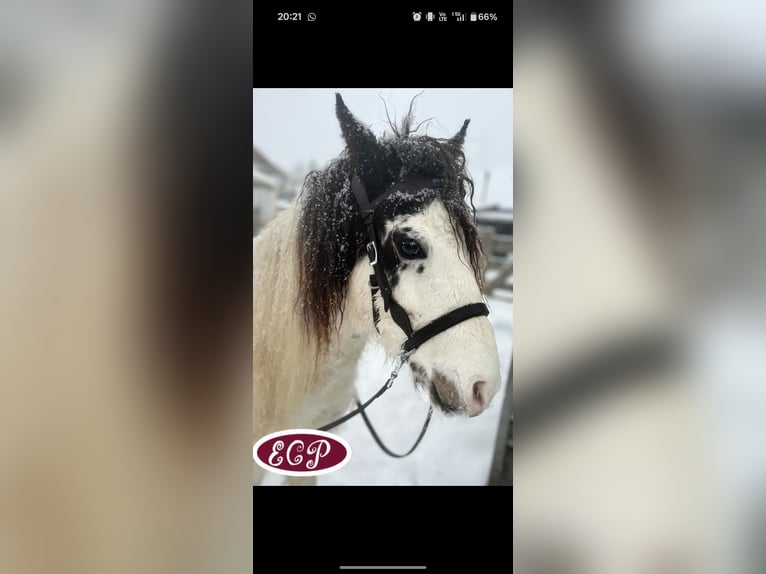 Curly Horse Hengst 4 Jahre 97 cm Tobiano-alle-Farben in Wellen