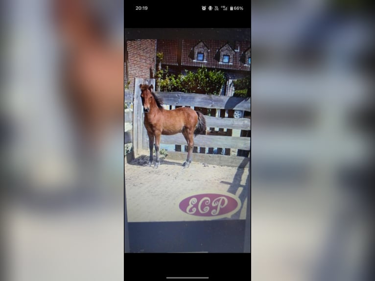 Curly Horse Hengst 5 Jaar 97 cm Tobiano-alle-kleuren in Wellen