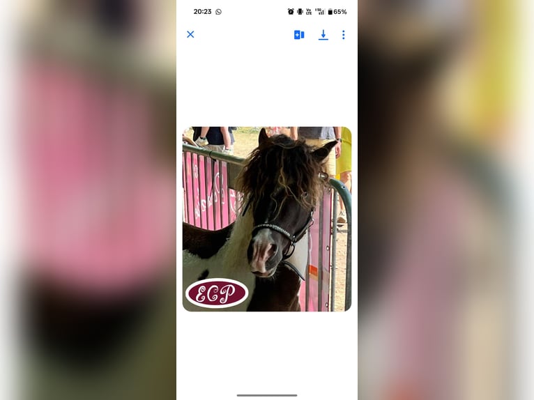 Curly Horse Hengst 5 Jahre 97 cm Tobiano-alle-Farben in Wellen