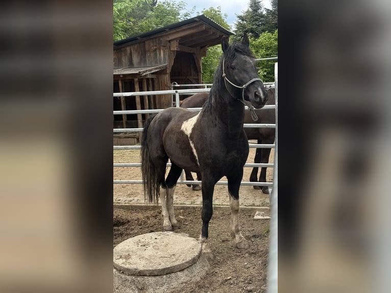 Curly Horse Hengst 7 Jaar 155 cm Tobiano-alle-kleuren in Freyung