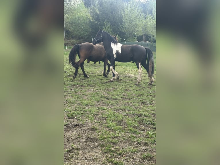 Curly Horse Hengst 7 Jaar 155 cm Tobiano-alle-kleuren in Freyung