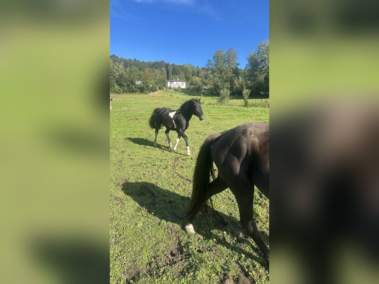 Curly Horse Hengst 7 Jahre 155 cm Tobiano-alle-Farben in Freyung