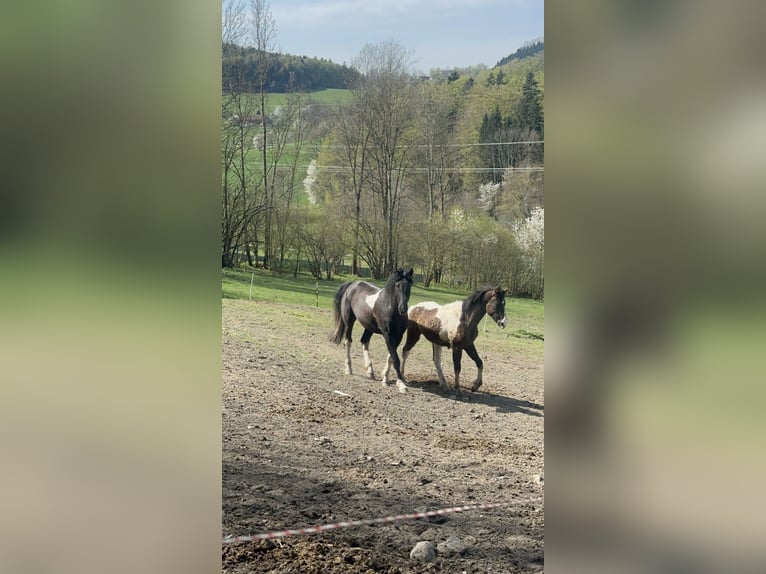 Curly Horse Hengst 7 Jahre 155 cm Tobiano-alle-Farben in Freyung