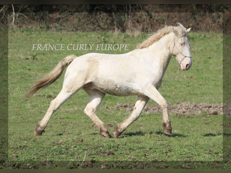 Curly Horse Hengst 7 Jahre 160 cm Buckskin in france