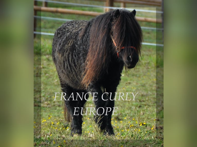 Curly Horse Mix Hengst 8 Jaar 109 cm Zwart in Paris