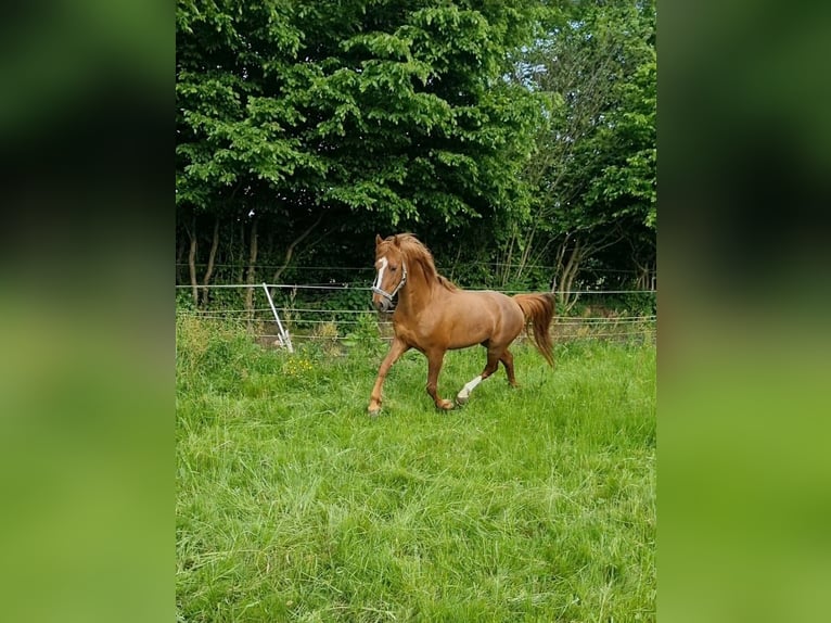 Curly Horse Hengst 8 Jaar 150 cm Vos in Schönwalde am Bungsberg