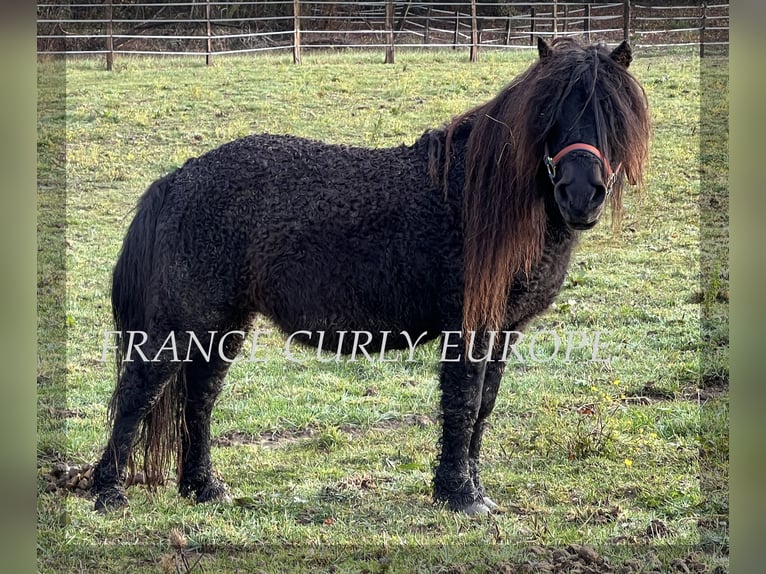 Curly Horse Mix Hengst 8 Jahre 109 cm Rappe in Paris