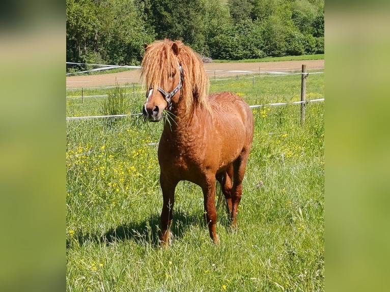 Curly Horse Hengst 8 Jahre 128 cm Fuchs in Donzdorf