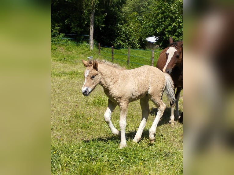 Curly Horse Hengst Fohlen (05/2024) 145 cm Falbe in Sedan