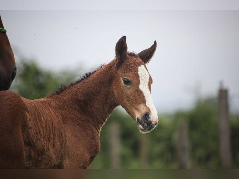 Curly Horse Hengst Fohlen (01/2025) 150 cm Champagne in Cuzieu