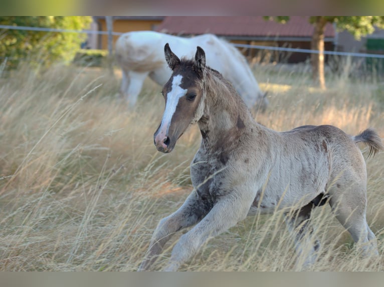Curly Horse Hengst Fohlen (05/2026) 150 cm Rappe in Phalsbourg