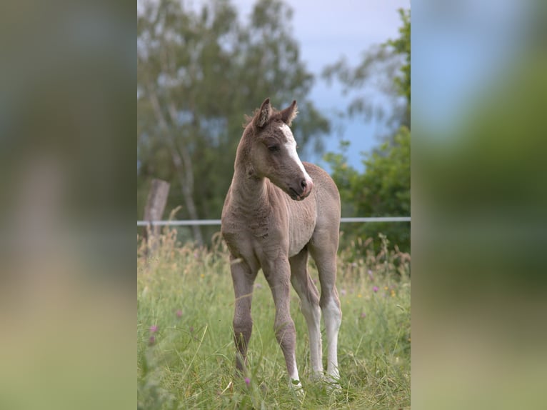 Curly Horse Hengst Fohlen (05/2026) 150 cm Rappe in Phalsbourg