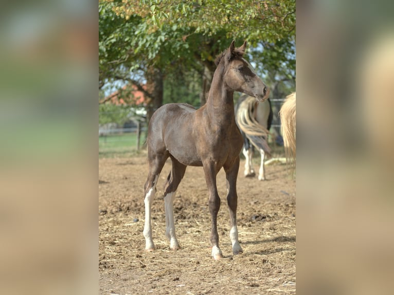 Curly Horse Hengst Fohlen (05/2026) 150 cm Rappe in Phalsbourg