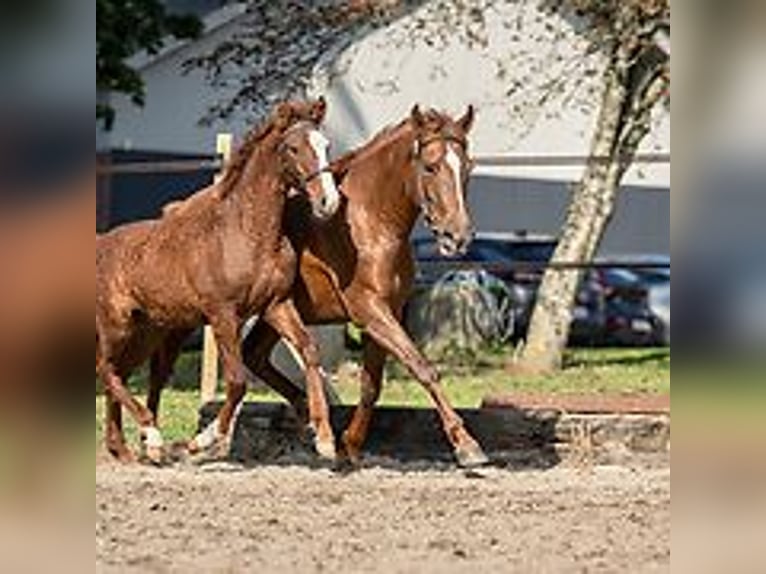 Curly Horse Hengst Fohlen (06/2024) 150 cm Roan-Blue in Skærbæk