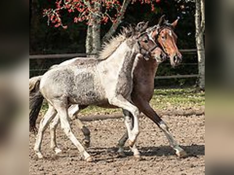 Curly Horse Hengst Fohlen (06/2024) 150 cm Roan-Blue in Skærbæk