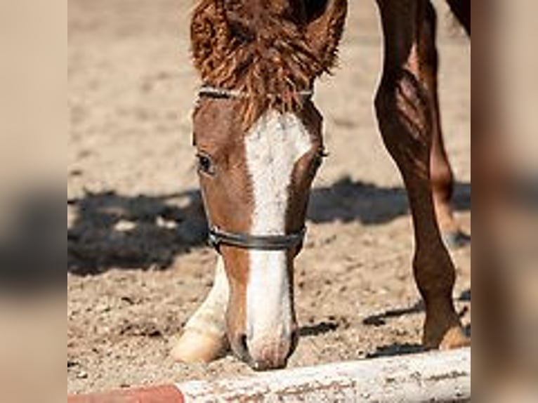 Curly Horse Hengst Fohlen (06/2024) 150 cm Roan-Blue in Skærbæk