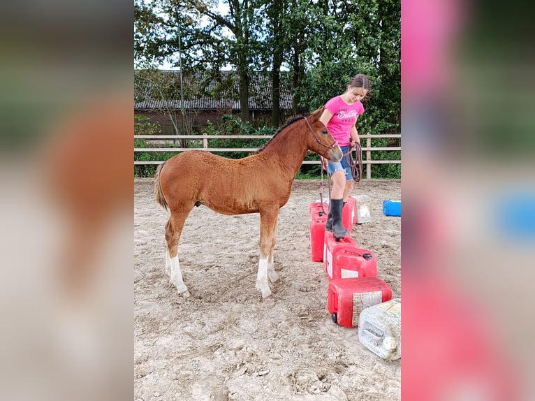 Curly Horse Hengst Fohlen (05/2026) 155 cm Brauner in Ruinen