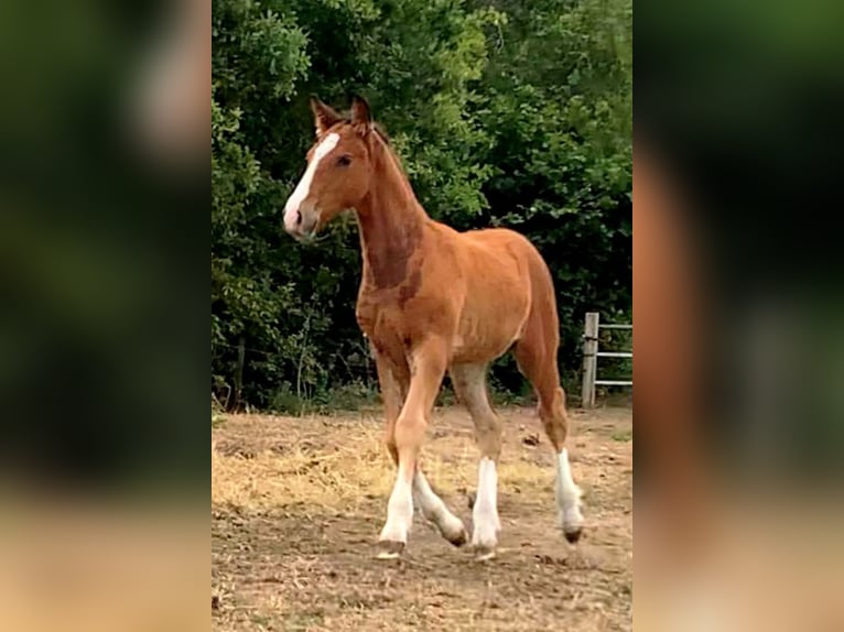 Curly Horse Hengst Fohlen (05/2026) 155 cm Brauner in Ruinen
