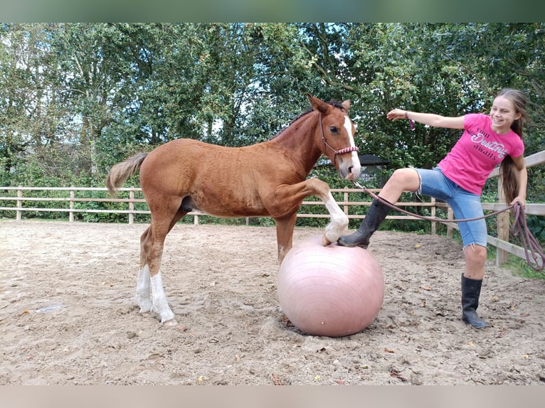 Curly Horse Hengst Fohlen (05/2026) 155 cm Brauner in Ruinen