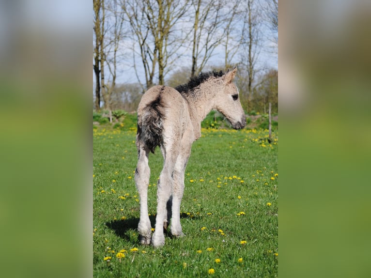 Curly Horse Hengst Fohlen (04/2026) 155 cm Grullo in Ruinen