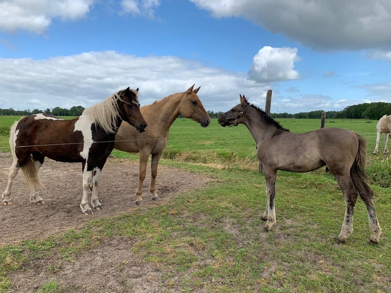 Curly Horse Hengst Fohlen (04/2026) 158 cm Grullo in Ruinen
