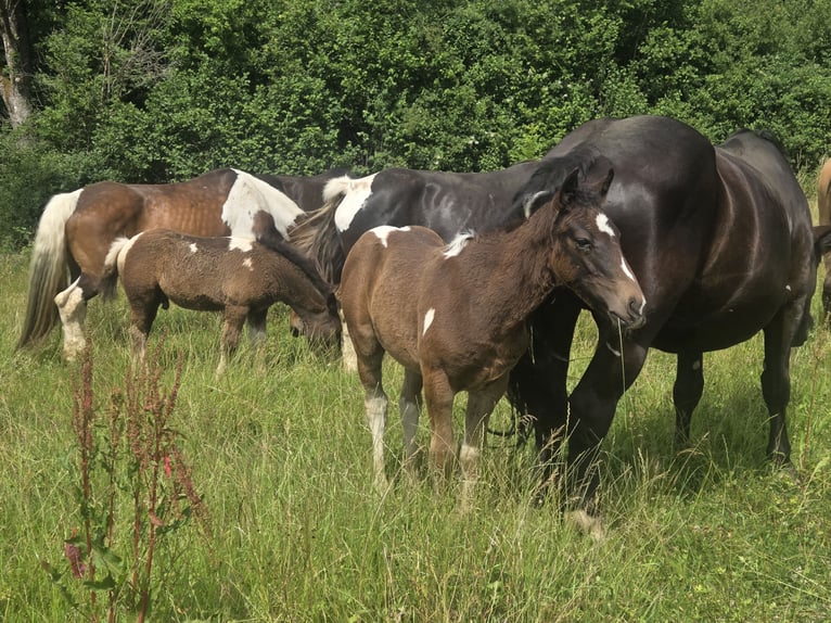 Curly Horse Mix Hengst Fohlen (04/2026)  in Klettgau