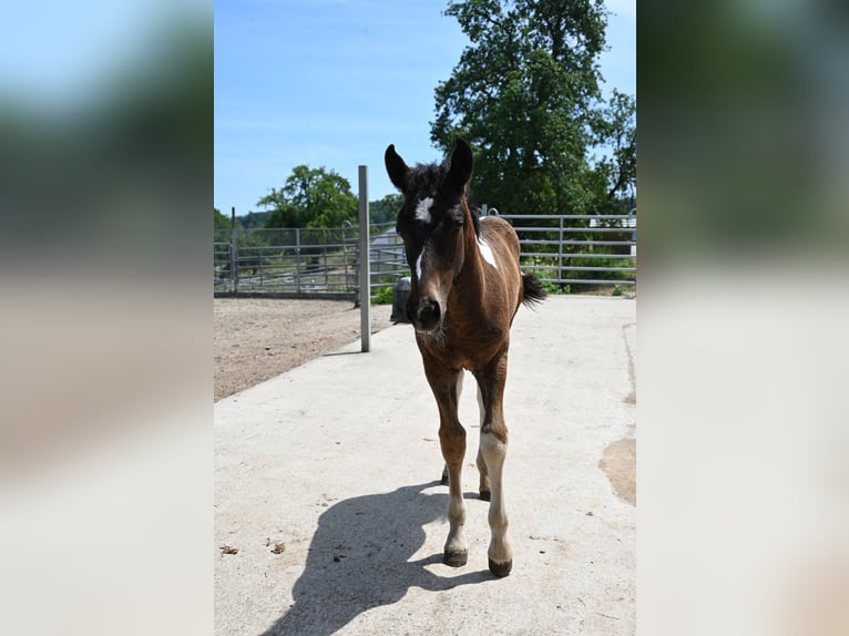 Curly Horse Mix Hengst Fohlen (04/2026)  in Klettgau