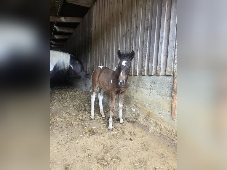 Curly Horse Mix Hengst Fohlen (04/2026)  in Klettgau