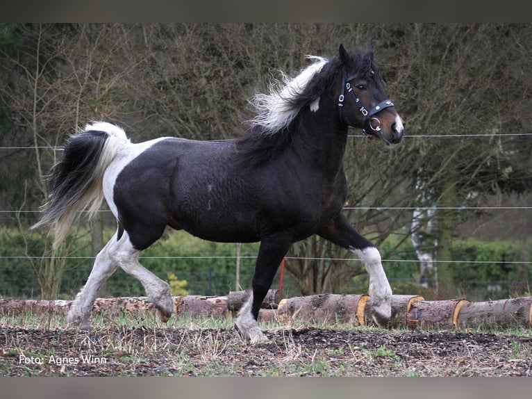 Curly Horse Hengst Tobiano-alle-Farben in Bennin