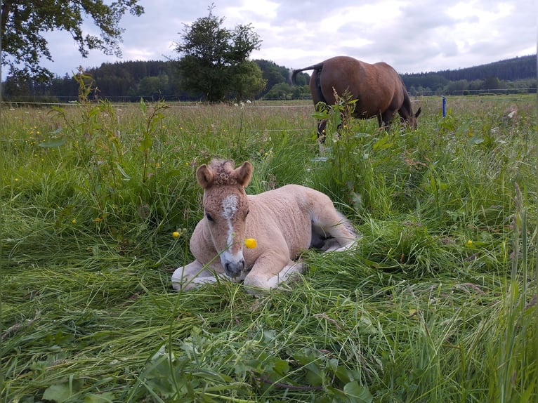 Curly Horse Hengst veulen (05/2024) 145 cm Falbe in Sedan