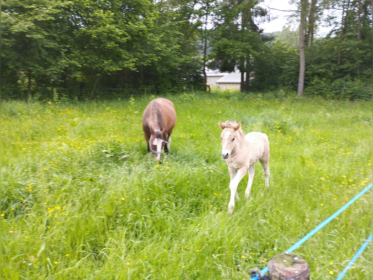 Curly Horse Hengst veulen (05/2024) 145 cm Falbe in Sedan