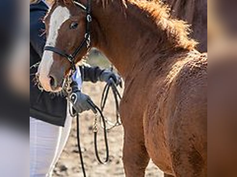 Curly Horse Hengst veulen (06/2024) 150 cm Roan-Blue in Skærbæk