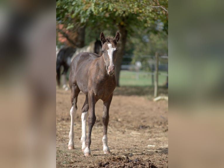 Curly Horse Hengst Veulen (05/2026) 150 cm Zwart in Phalsbourg