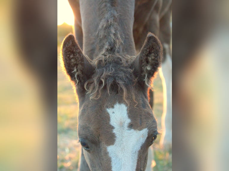 Curly Horse Hengst Veulen (05/2026) 150 cm Zwart in Phalsbourg