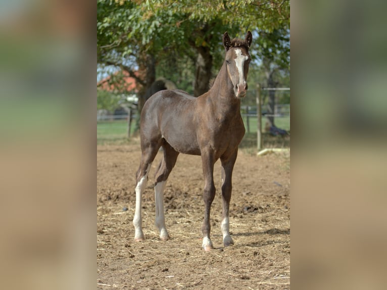 Curly Horse Hengst Veulen (05/2026) 150 cm Zwart in Phalsbourg