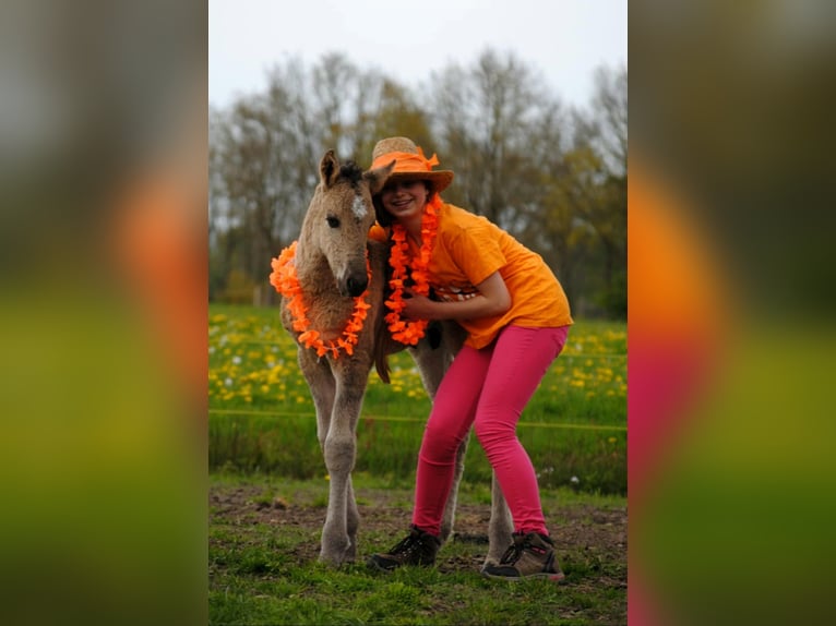Curly Horse Hengst Veulen (04/2026) 155 cm Grullo in Ruinen