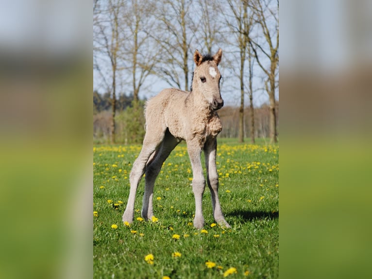 Curly Horse Hengst Veulen (04/2026) 155 cm Grullo in Ruinen