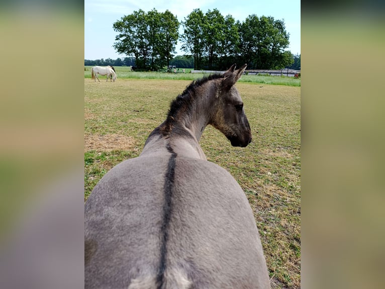 Curly Horse Hengst Veulen (04/2026) 158 cm Grullo in Ruinen