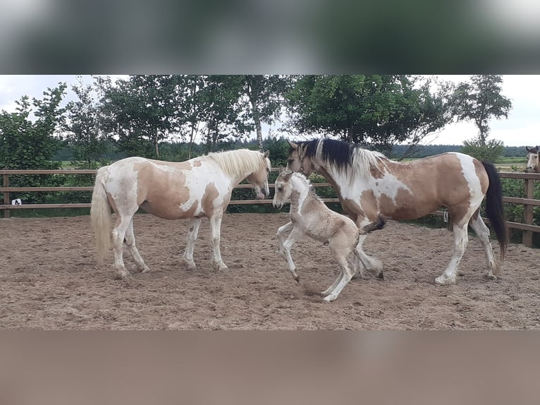 Curly Horse Hengst  160 cm Falbe in Ruinen