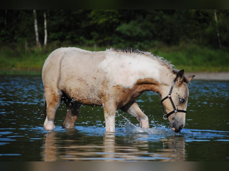 Curly Horse Hengst Veulen (05/2025) 160 cm Falbe in Ruinen