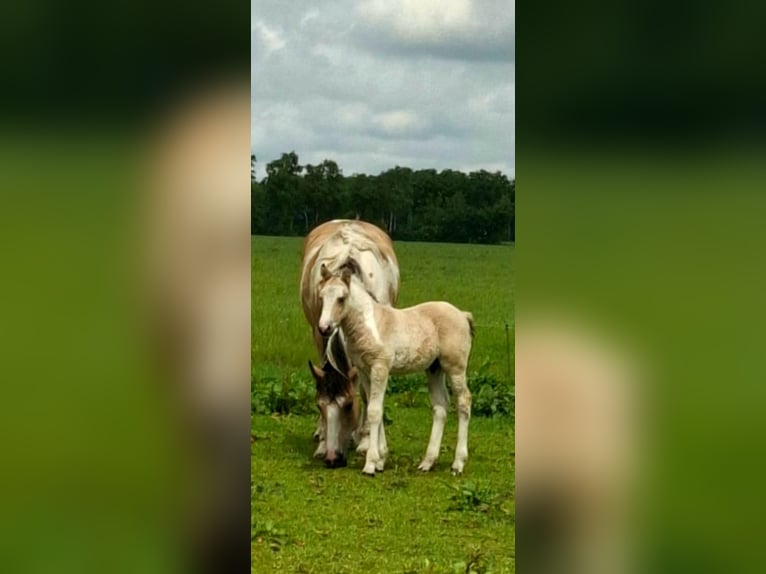 Curly Horse Hengst  160 cm Falbe in Ruinen