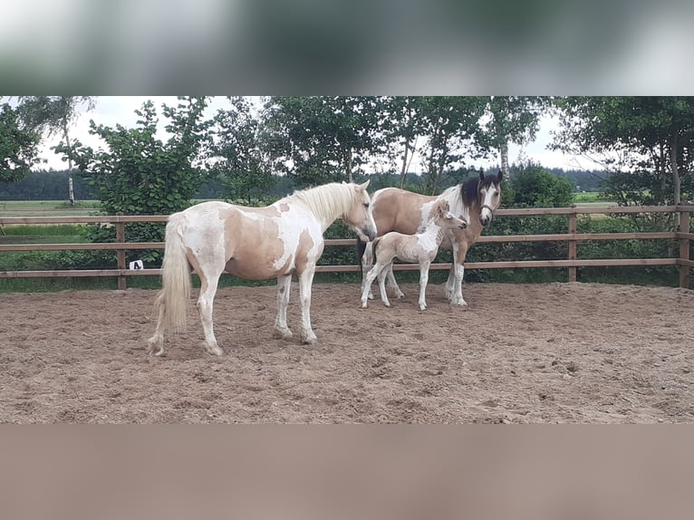 Curly Horse Hengst  160 cm Falbe in Ruinen