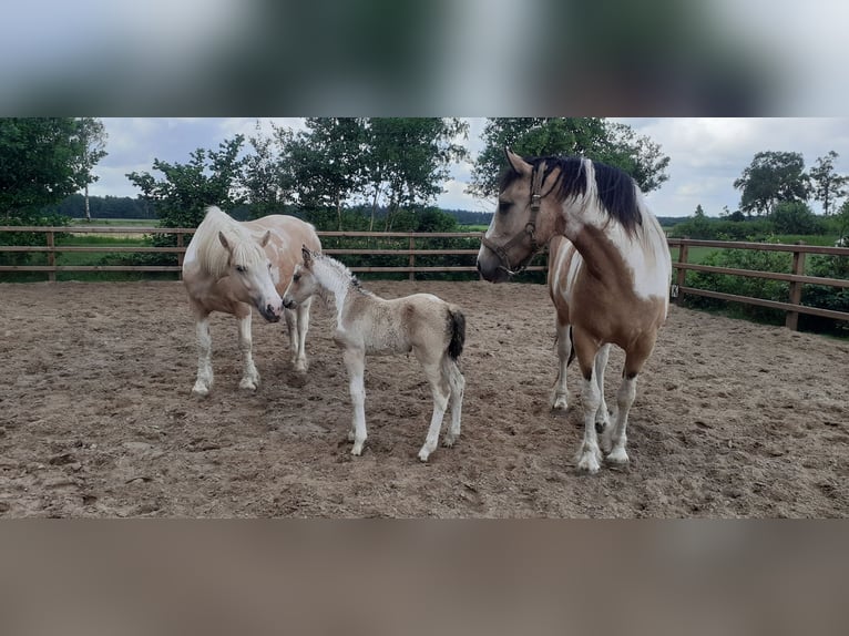 Curly Horse Hengst  160 cm Falbe in Ruinen