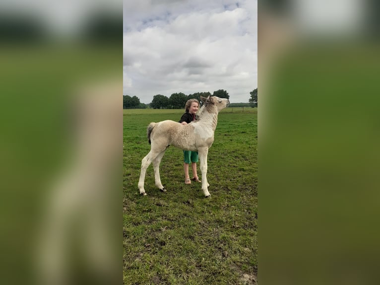 Curly Horse Hengst  160 cm Falbe in Ruinen