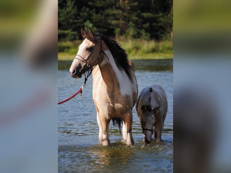 Curly Horse Hengst Veulen (05/2025) 160 cm Falbe in Ruinen