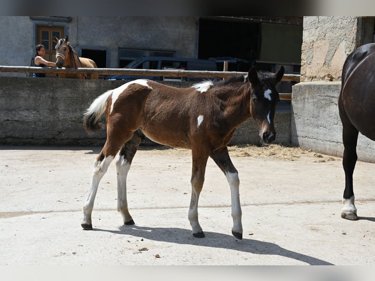 Curly Horse Mix Hengst Veulen (04/2026)  in Klettgau