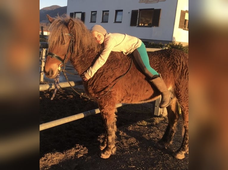 Curly horse Klacz 10 lat 142 cm Ciemnokasztanowata in Kundl