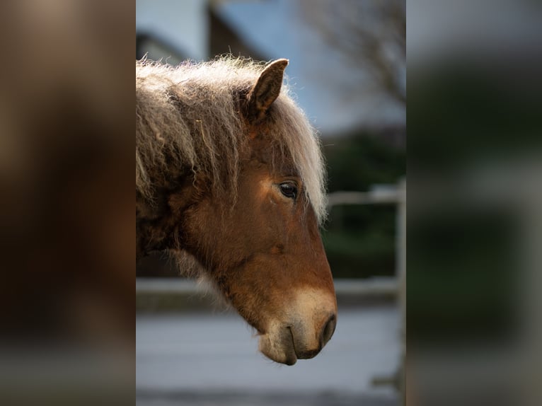 Curly horse Klacz 10 lat 142 cm Ciemnokasztanowata in Kundl